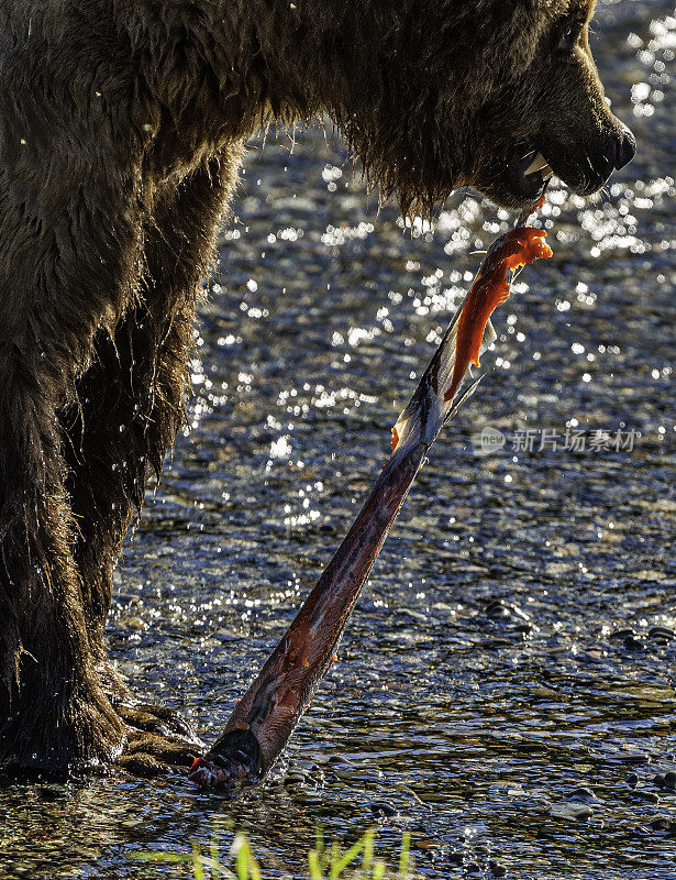 阿拉斯加棕熊，北极熊，吃红鲑鱼，Oncorhynchus nerka，布鲁克斯河和瀑布，卡特迈国家公园，阿拉斯加。以刚从河里抓来的鲑鱼为食。